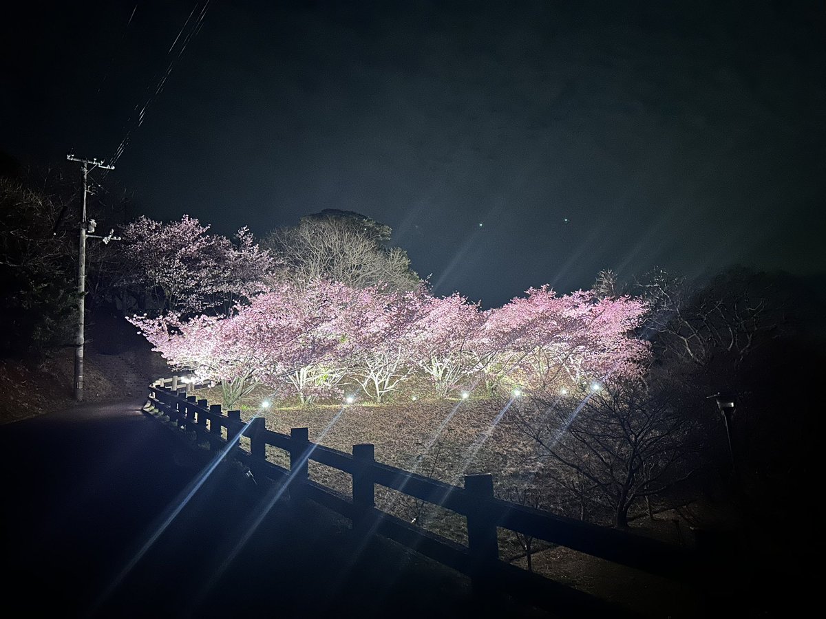 psyogen's tweet image. 波方の大角の鼻の　芝桜のライトアップです！
金曜日に見に行ったのですが(一人で笑)その日は満月だったので花見と月見酒で、風雅な夜にしたかったです。
