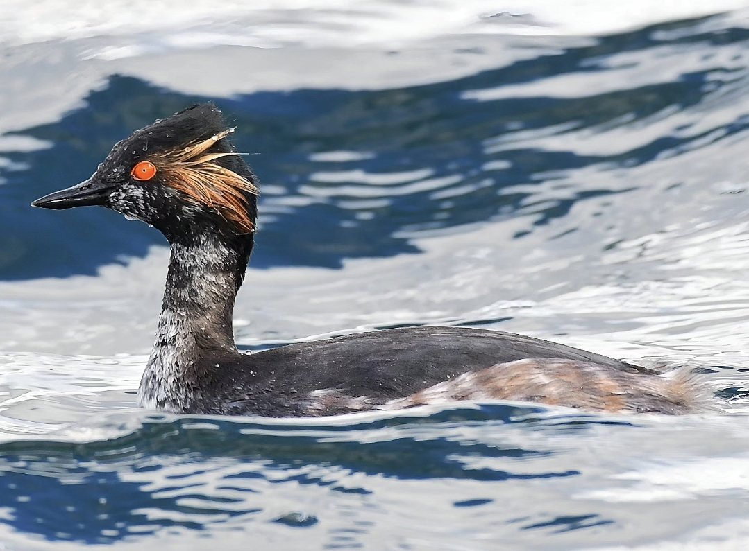 A Black-necked Grebe this morning at Cheddar Reservoir