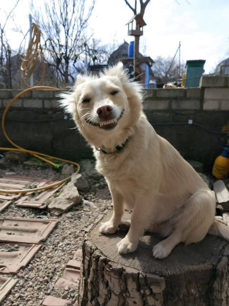 _pnk_lemonade's tweet image. В фб шукають сім’ю собачці. Я чуть не вмерла від другого фото хD