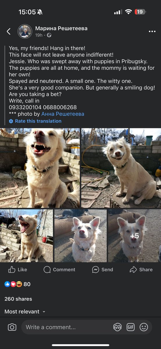 _pnk_lemonade's tweet image. В фб шукають сім’ю собачці. Я чуть не вмерла від другого фото хD