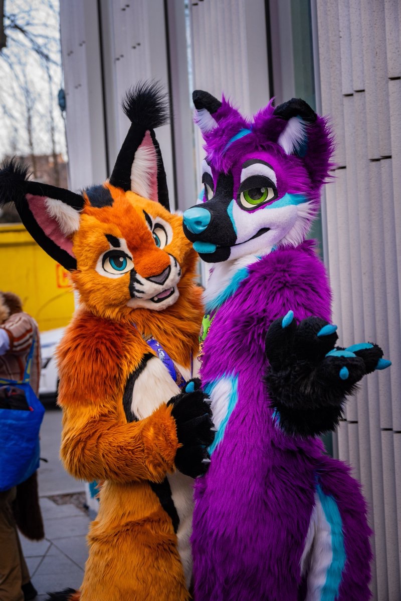 I can’t believe his ears are about as tall as mine… that’s cheating!

😼 <a href="/StaRzFur/">StaRz</a> 
📸 <a href="/ScyllaWolfron/">Scylla 🐺🐉 @ Norway 🇳🇴</a>