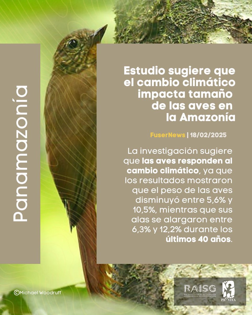 ¡Mantente informado sobre la Amazonía! 🌍📰 Este último mes, los medios nacionales e internacionales reportaron nuevos acontecimientos en la región.

🦟 Fumigación para prevenir la propagación del dengue.
🐒 Puentes que ayudan a reducir la mortalidad de primates.
🦜 Cambio