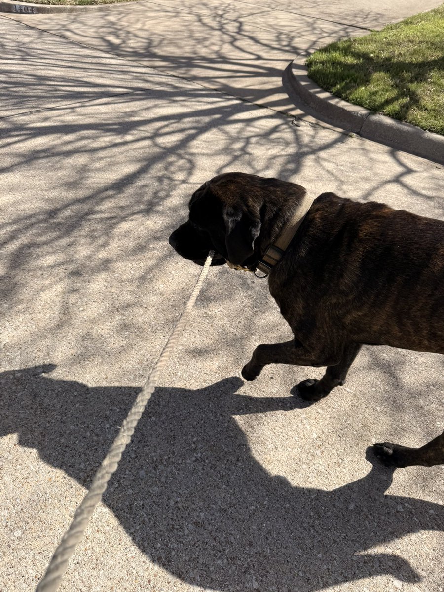 Zeus, who’s walking who bro?