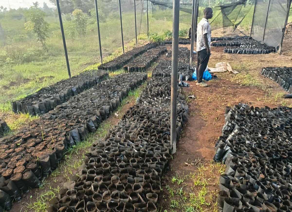 AYOWECCA UGANDA. tweet media