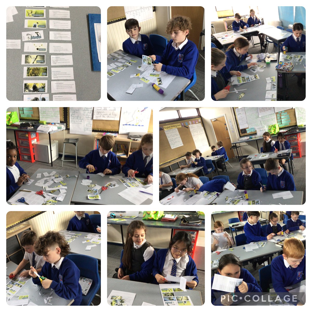 As part of British Science Week, Koala Class enjoyed matching animals to their adaptations. Children also designed their posters for the competition. #WWPASCIENCE <a href="/ScienceWeekUK/">British Science Week</a> #BSW25