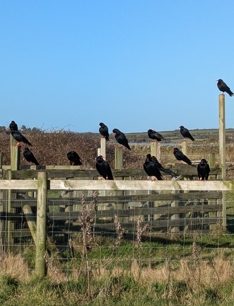 What a pleasure to welcome Mike Dilger <a href="/DilgerTV/">Mike Dilger 💚</a> to see the #Chough in my garden yesterday.
Reduced numbers due to the imminent breeding season but we were still treated to a visit by 32 individually identifiable colour ringed birds.
<a href="/CerrigAnglesey/">Cerrig Cottages, Isle of Anglesey</a>