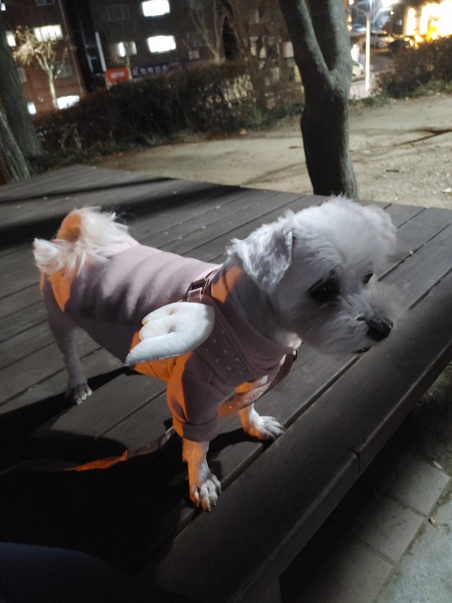 gyechar's tweet photo. 반 평생 함께 했던 반려견 '아라' 가

어제 무지개 다리를 건너갔습니다..

17살 노견이다보니 언제부턴가

마음의 준비를 하곤 했는데

막상 보내고 나니 마음이 너무 착잡하네요

강아지별에서는 못다한 산책 많이하고

행복했으면 좋겠어요

아라 (2008. 03. 02 ~ 2025.03. 14) https://t.co/LWYI12f12l