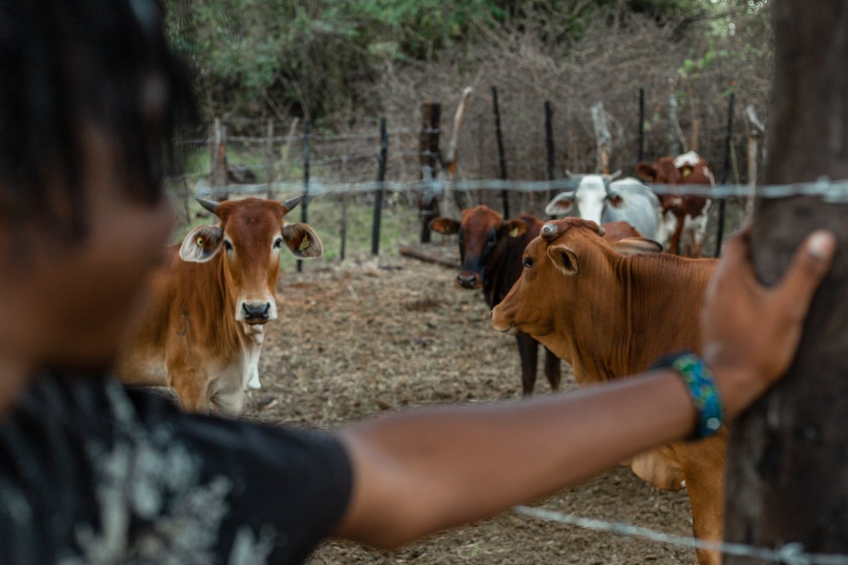 agrirocket_eng's tweet photo. There's no better teacher than the farm! It instills valuable life lessons like perseverance, commitment, and the fulfillment that comes with reaping what you've sown.
#HappyWeekendEverybody💚
#FarmLife #LessonsFromTheLand #FarmingValues #AgriculturalWisdom https://t.co/vVZ6dLPWKe