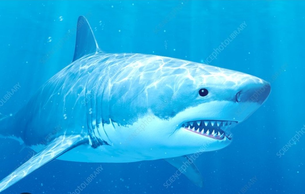 scooby2004's tweet photo. @Magzyboy1988 @ionafyfe @CoralieAnn No you wouldn't 🤔you would see her arms and legs guiding her through the water🧐how many sharks have you seen moron......
You should pay more attention at your primary school @maggotboyOctober 31, 2012 https://t.co/QS3xMJ5ubU