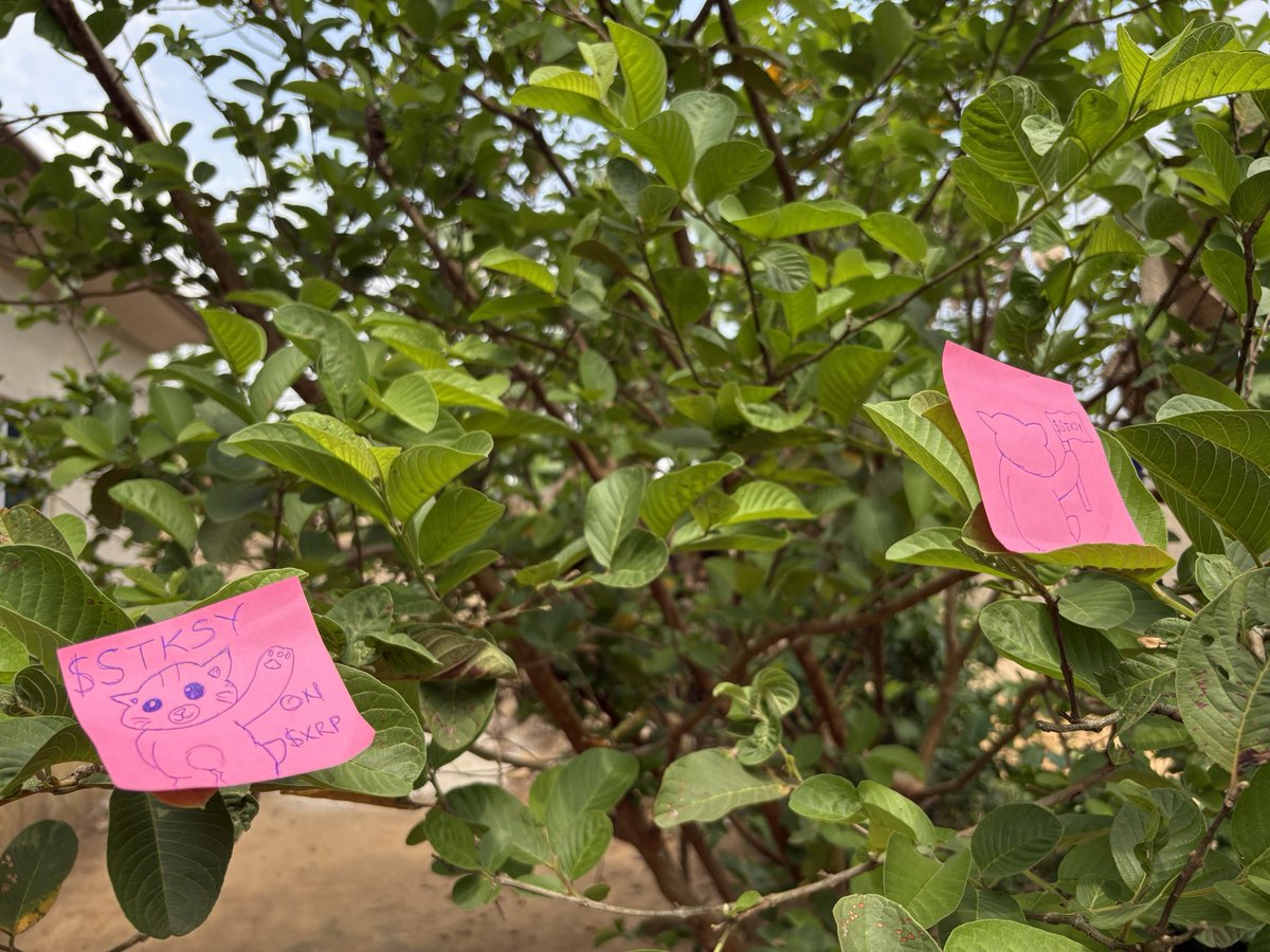 rand__guy's tweet image. It’s the weekend! Time to step outside, touch some grass, and enjoy good vibes. 

While you’re at it, make sure your bags are packed with $STKSY

$XRP @Sticksy_XRP