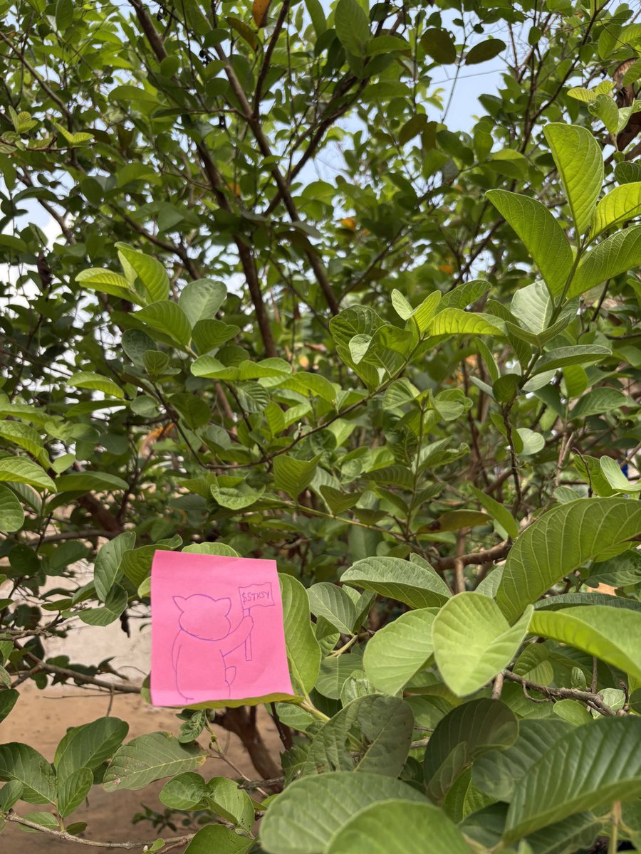 rand__guy's tweet image. It’s the weekend! Time to step outside, touch some grass, and enjoy good vibes. 

While you’re at it, make sure your bags are packed with $STKSY

$XRP @Sticksy_XRP