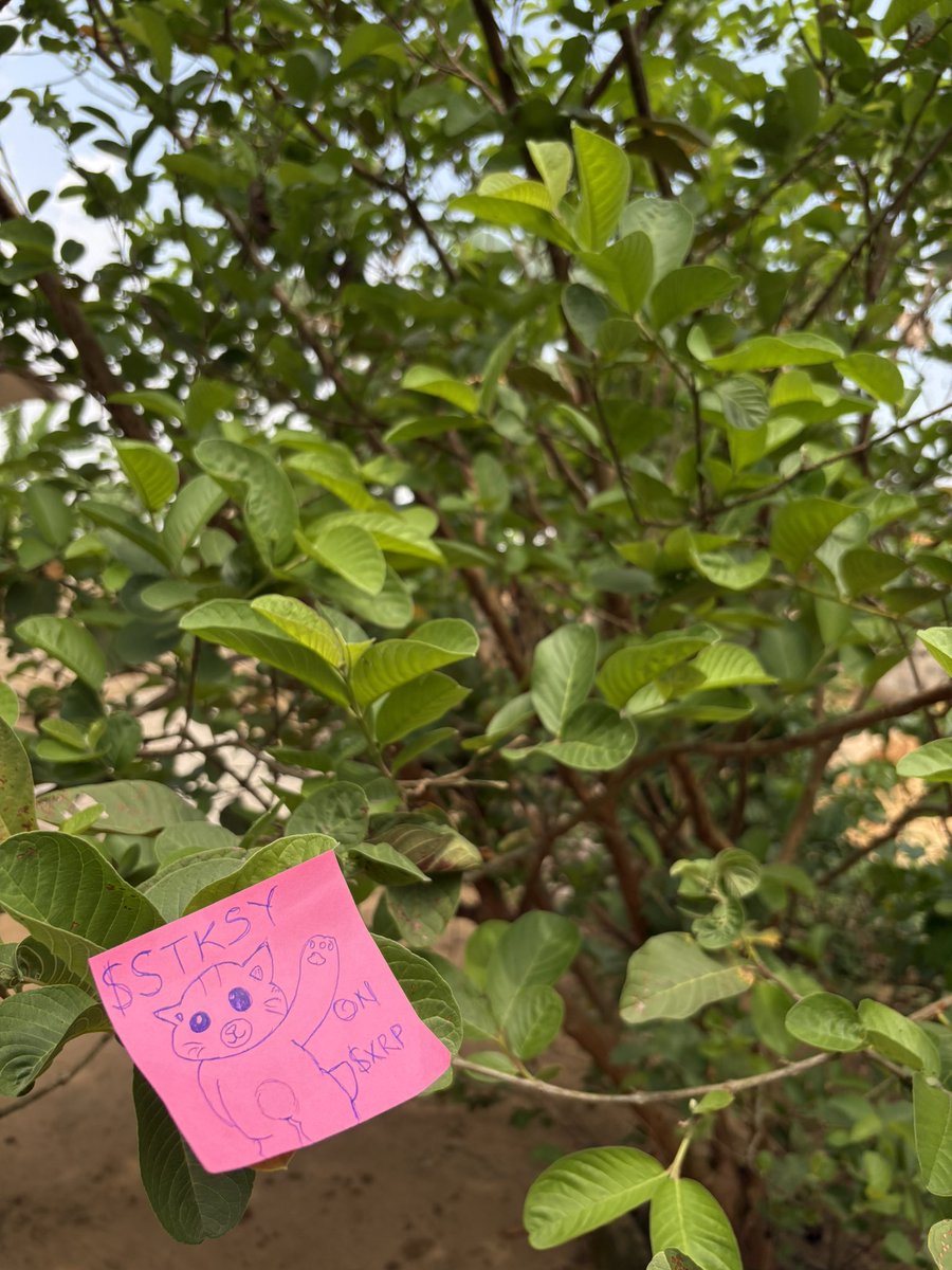 rand__guy's tweet image. It’s the weekend! Time to step outside, touch some grass, and enjoy good vibes. 

While you’re at it, make sure your bags are packed with $STKSY

$XRP @Sticksy_XRP