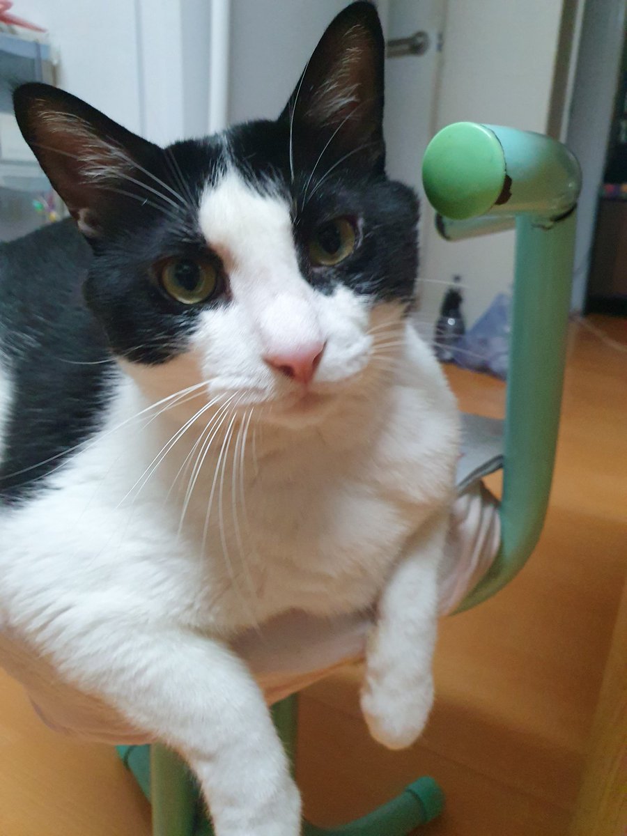 #아부지의시선 #요나 #냥이 #노아