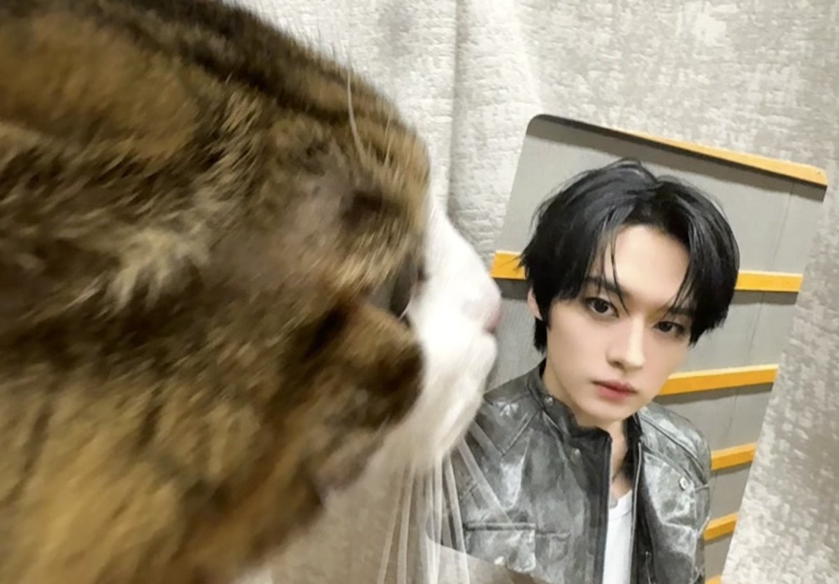 _meowknow's tweet photo. アルもげんきだよ🐈 https://t.co/TAz7x8Knbm