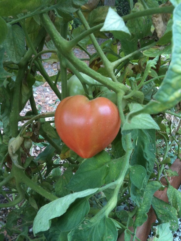 Jorge, nunca poderás ser um tomate porque até os tomates têm coração.