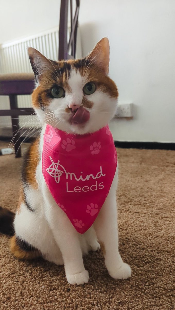 pixel__bees's tweet photo. Pretzel is ready for Day 2 of GTTG!! are you?! We’ll be live from 3:30pm raising money for @LeedsMind with some more shiny bingo, come hang out! 💙

https://t.co/rdB5e2QpBU https://t.co/IdFhqBR1Z5