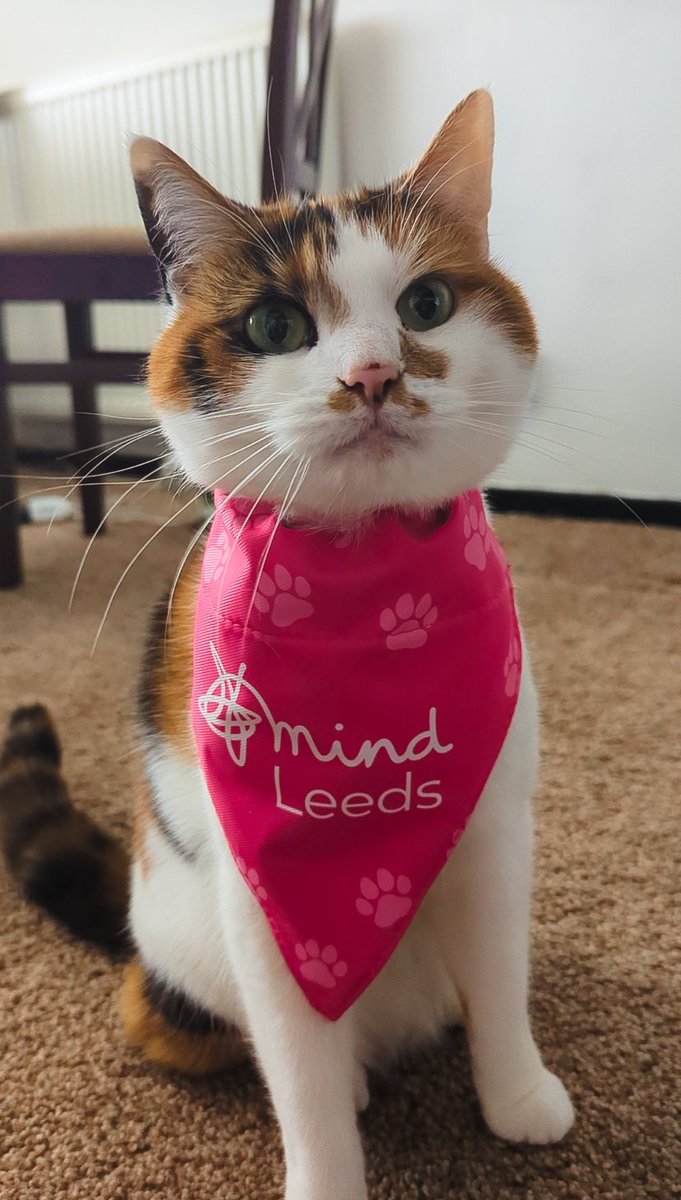 pixel__bees's tweet photo. Pretzel is ready for Day 2 of GTTG!! are you?! We’ll be live from 3:30pm raising money for @LeedsMind with some more shiny bingo, come hang out! 💙

https://t.co/rdB5e2QpBU https://t.co/IdFhqBR1Z5