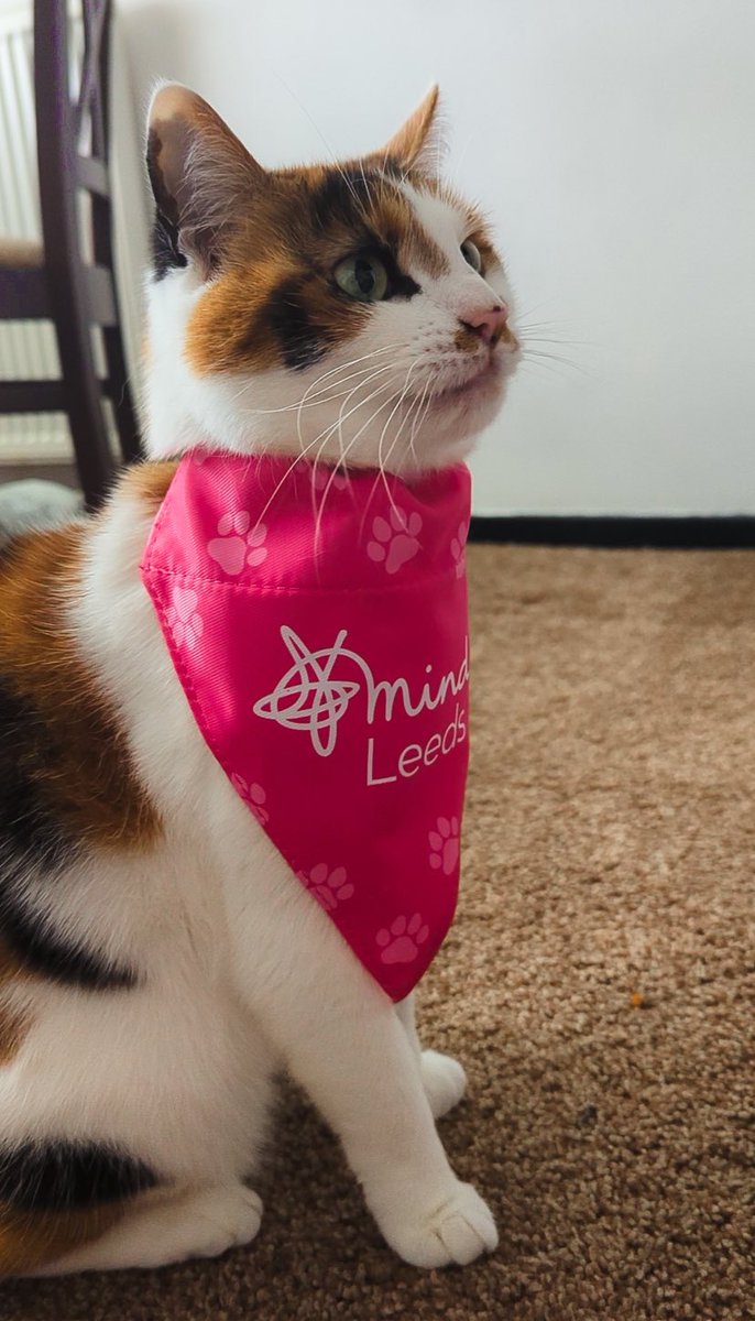 pixel__bees's tweet photo. Pretzel is ready for Day 2 of GTTG!! are you?! We’ll be live from 3:30pm raising money for @LeedsMind with some more shiny bingo, come hang out! 💙

https://t.co/rdB5e2QpBU https://t.co/IdFhqBR1Z5