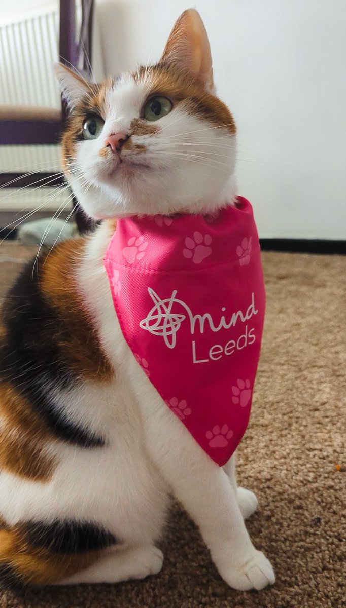 pixel__bees's tweet photo. Pretzel is ready for Day 2 of GTTG!! are you?! We’ll be live from 3:30pm raising money for @LeedsMind with some more shiny bingo, come hang out! 💙

https://t.co/rdB5e2QpBU https://t.co/IdFhqBR1Z5