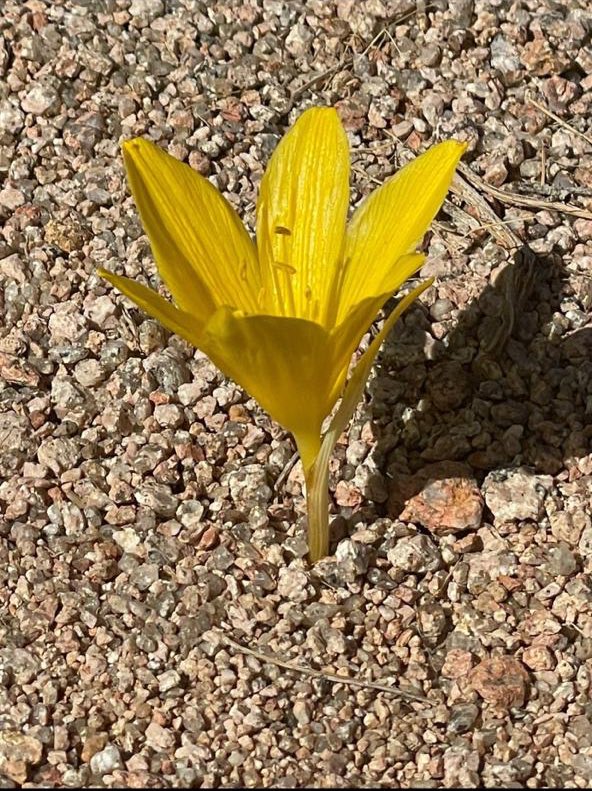 Env_life's tweet photo. #شاهد من نباتات ( أبصال ) جبال اللّوز النادرة جداً
تسمى:
الوحواح الأصفر
الذربوب الأصفر
زهرة الخريف ( إزهارها بالخريف )
الإسم العلمي:
Sternbergia clusiana
رصد العضو د. فوزان الفوزان
#عدسة_الطبيعة
#اكتشف_نيوم #تبوك #تروجينا
#السعودية #نيوم #NEOM #DiscoverNEOM #Trojena https://t.co/zGl7SbnMTo
