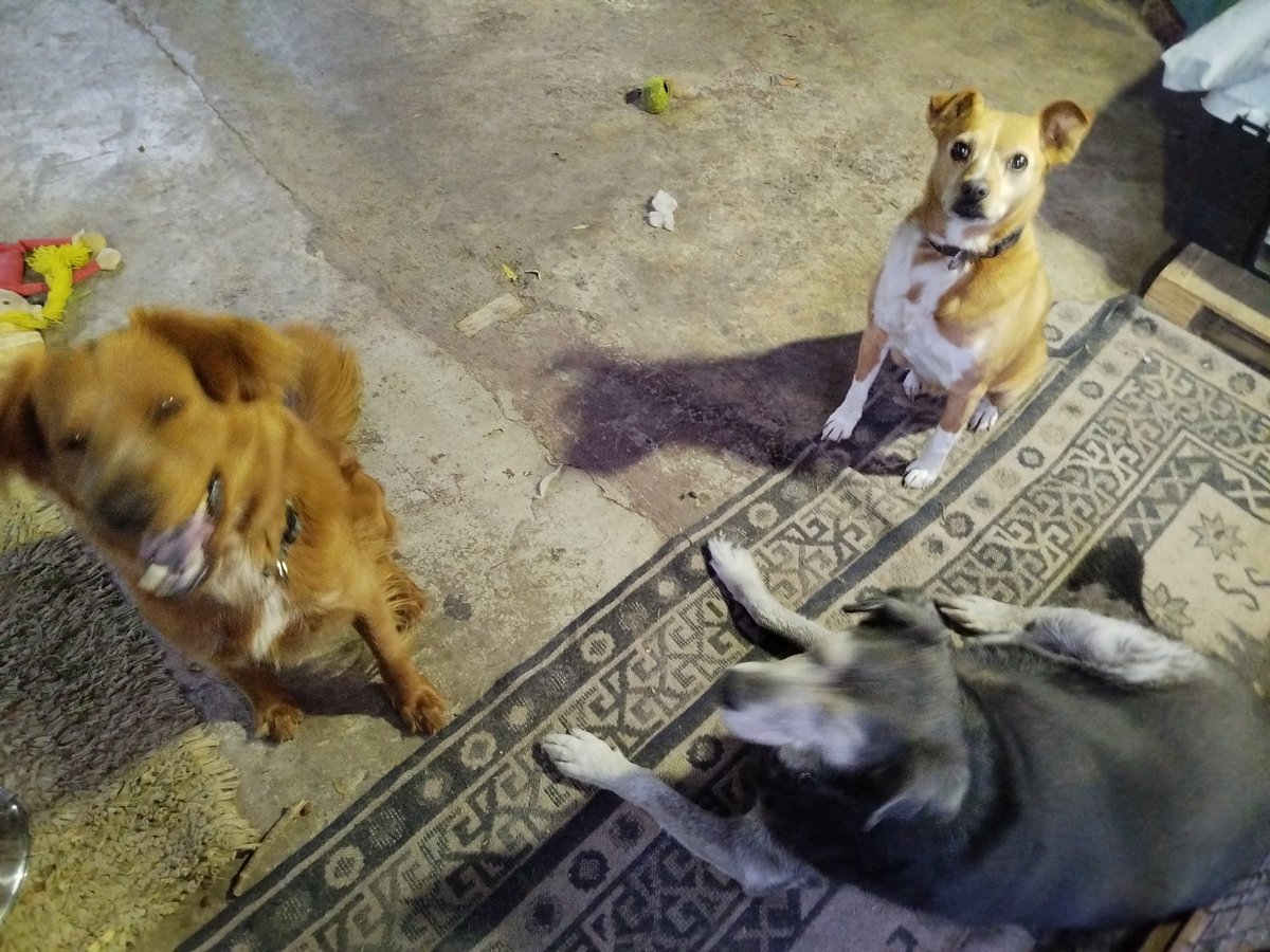 Fundacion_CIMA's tweet photo. Buen Día Amiguit@s, ya hicimos la Desayunacion y ahora a pasear y jugar😊 les mandamos muuuchos perriabrazos 🤗🤗🤗
Aprovechen de descansar y regalonear con sus animalitos xq somos la mejor terapia para estrés y la depre🥰
No olviden #Ayudar #Difunfir y #Adoptar #SalvaUnaVida 🙏 https://t.co/iEwqMuqC0c