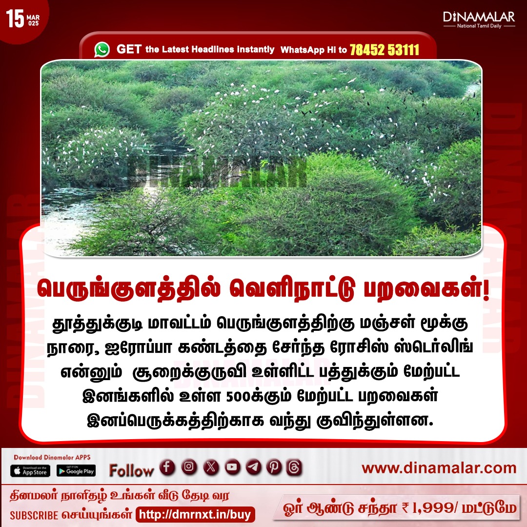 dinamalarweb's tweet photo. பெருங்குளத்தில் வெளிநாட்டு பறவைகள்!
#Thoothukudi |#Birds |#Beeding
https://t.co/y4W3uzOWeZ https://t.co/EP990JTEfJ