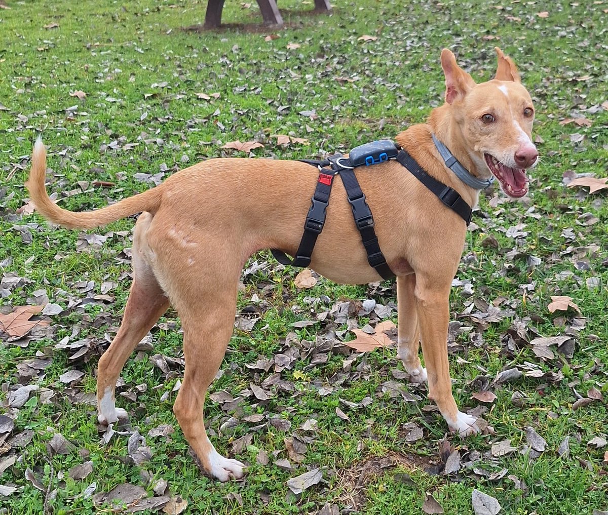 refugioescuela's tweet image. #KEKA

Esta perrita es Keka, nació en 2017 y pesa unos 10 kilitos y está castrada. Para #ADOPTAR  a Keka ⬇️⬇️

📩adopciones@elrefugioescuela.com
🌐 elrefugioescuela.com/un-hogar-para-… 

#pasionporhacerlosfelices #adopta #adoptarsalvavidas #elrefugioescuela #adoptanocompres #rescate