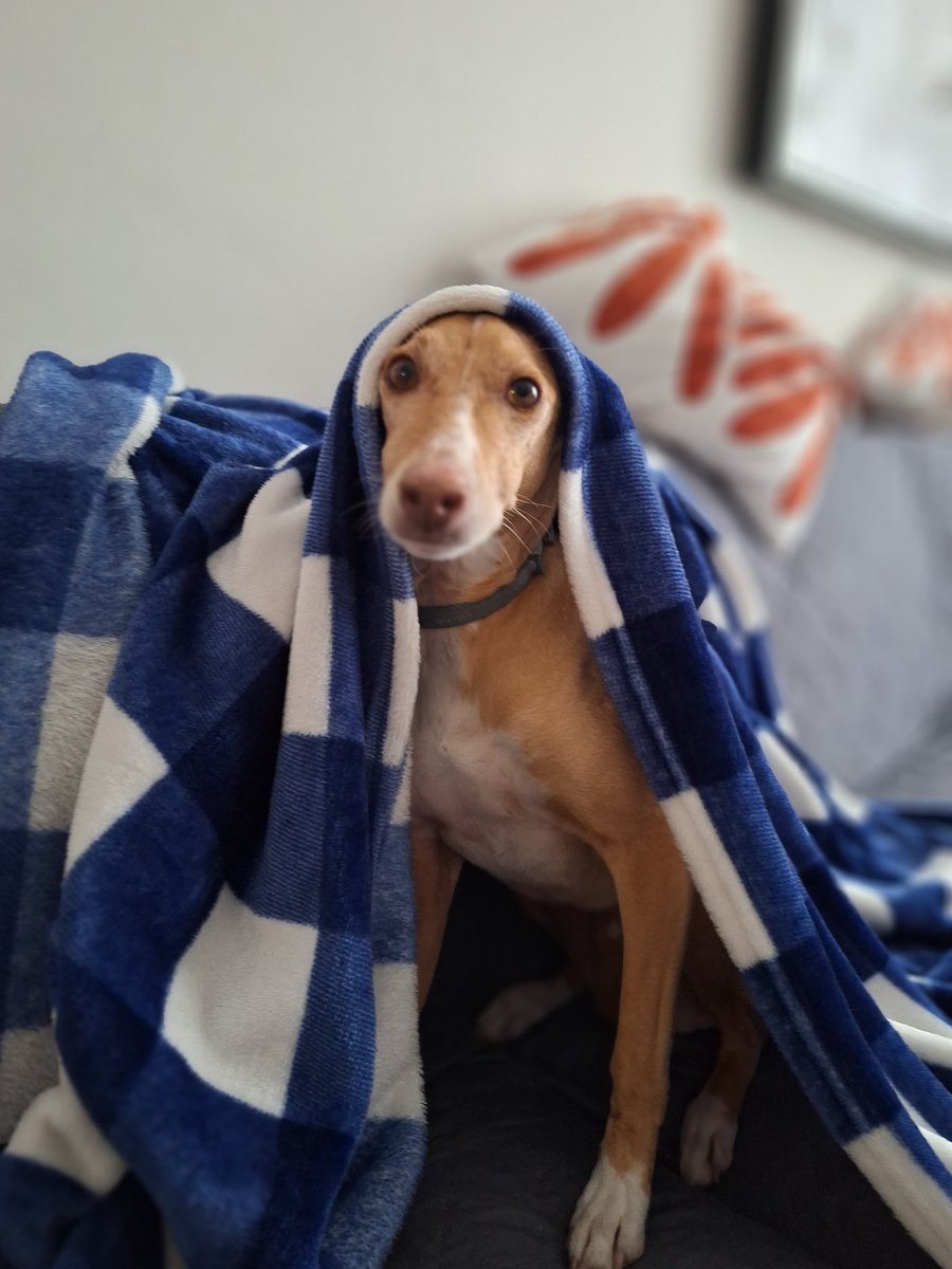 refugioescuela's tweet image. #KEKA

Esta perrita es Keka, nació en 2017 y pesa unos 10 kilitos y está castrada. Para #ADOPTAR  a Keka ⬇️⬇️

📩adopciones@elrefugioescuela.com
🌐 elrefugioescuela.com/un-hogar-para-… 

#pasionporhacerlosfelices #adopta #adoptarsalvavidas #elrefugioescuela #adoptanocompres #rescate