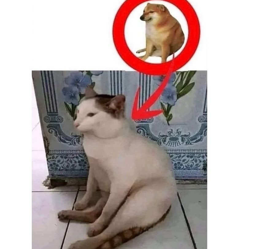 Punch Cat (@punchingcat) on Twitter photo 