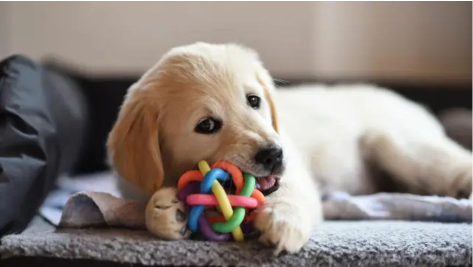 BarkBustersGrSC's tweet photo. Indoor Games for A Rainy Day
Dogs love to play outside, no matter what the weather or situation. But when circumstances won’t allow for it, pet parents must get creative at home in order to entertain our furry friends! Click below for full article.
https://t.co/v0rBsx9vsx https://t.co/5KS9vSLgKp