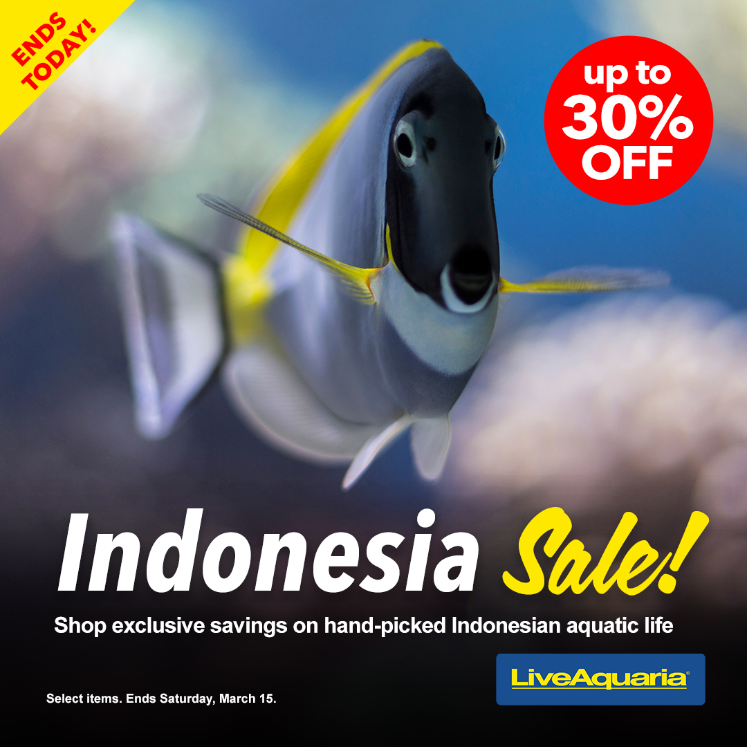 LiveAquaria's tweet photo. Save these final hours on Indonesian aquatic life! Shop this exciting collection and enjoy discounts up to 30% before midnight. Let’s go shopping!!
https://t.co/f0sNCGiHI2
#indo #indopacific #indofish #aquaticlife #tang #butterflyfish #damselfish #anthias #foxfacelo https://t.co/pxnDY7WSUz