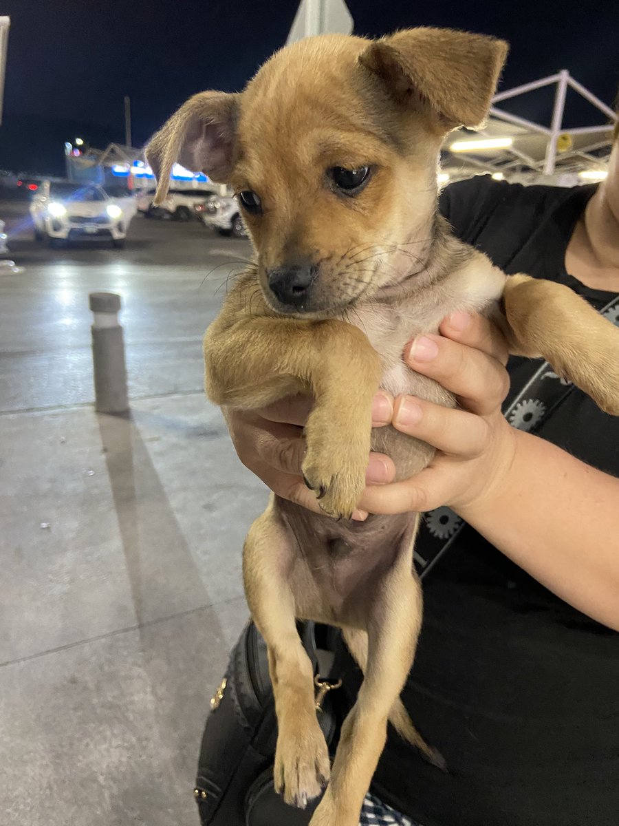 maarianaflorees's tweet photo. 🚨DISPONIBLE PARA ADOPCIÓN 🚨

📍Mty, MX. https://t.co/y0S6OYcHow