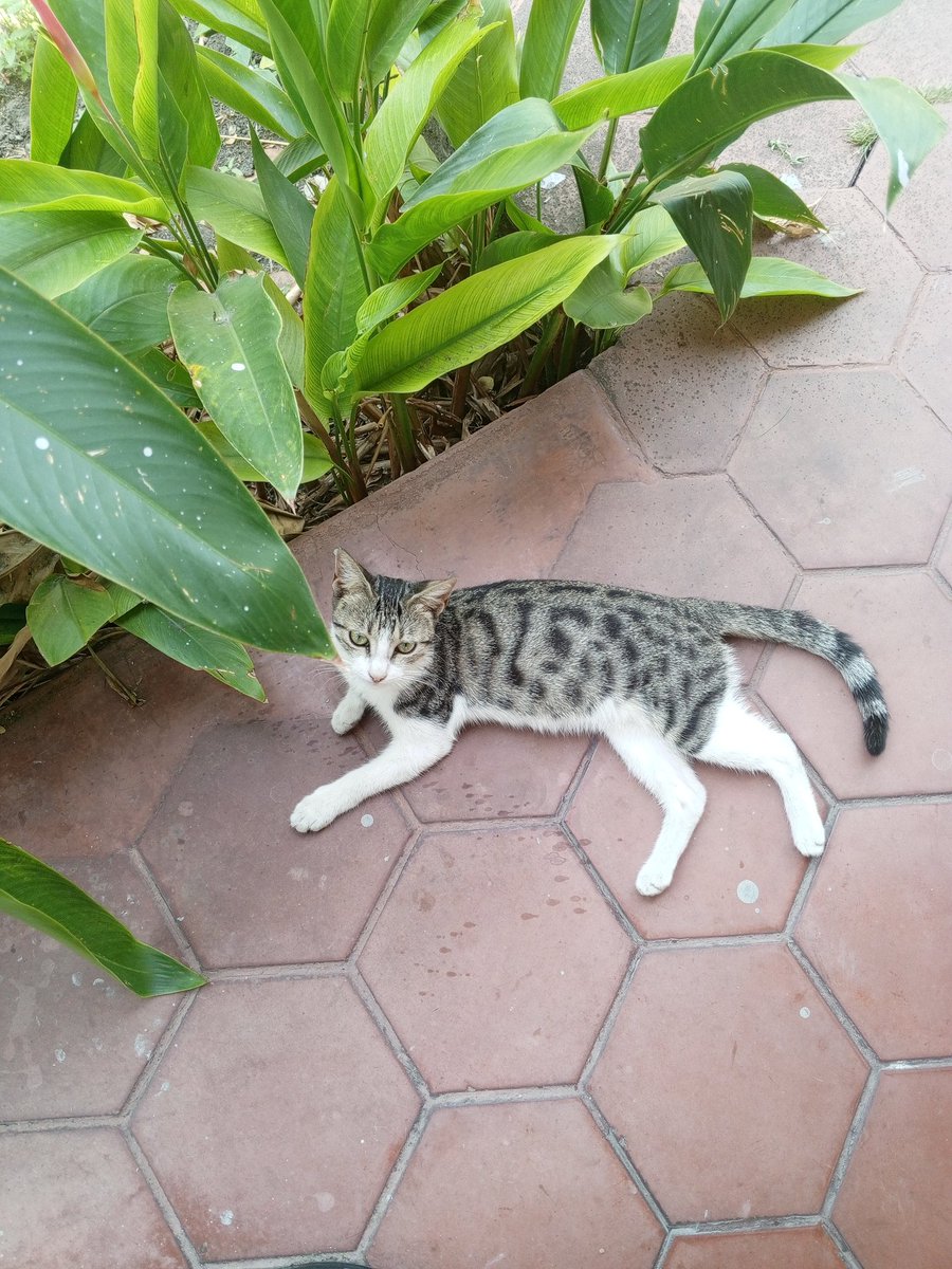 DULCE 🍡 No puedo creer que en toda la ciudad de BARINAS no haya una persona de buen corazón que la quiera y la cuide para siempre. Me rompe el corazón 💔 que nadie haya preguntado por ella 😭
Es jovencita (4 m), tierna, parlanchina y juguetona, pero no está resguardada.
RT