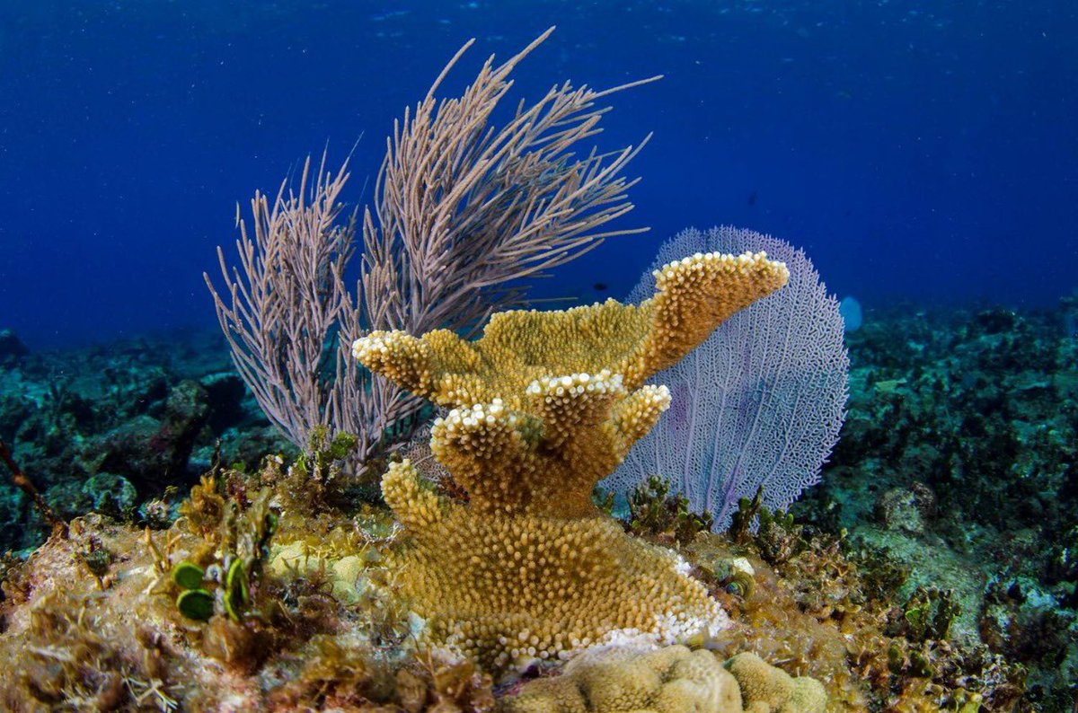 SECTUR_mx's tweet photo. Encuentra un impresionante paraíso submarino en el Caribe mexicano. 🐠🌊

El Parque Nacional Costa Occidental de Isla Mujeres, Punta Cancún y Punta Nizuc es una de las joyas naturales más impresionantes de #México, forma parte del Sistema Arrecifal Mesoamericano, el segundo más grande del mundo.
Aquí se encuentra el Museo Subacuático de Arte (MUSA), una asombrosa exposición bajo el agua con más de 500 esculturas diseñadas para fomentar el crecimiento de coral y atraer vida marina.
Practica snorkel y buceo en los arrecifes Manchones y Nizuc, hogar de tortugas marinas, mantarrayas y cientos de especies de peces tropicales. 🐢🦀