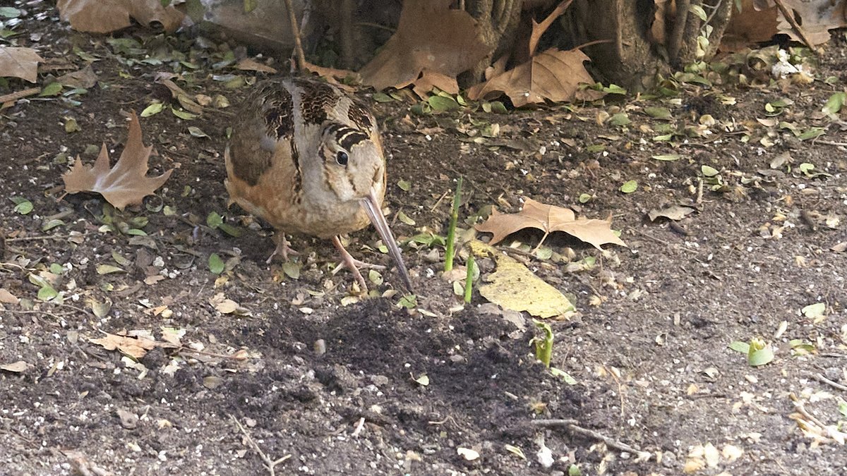 mausgabe's tweet photo. Friday 3/14: Bryant Park  
- American Woodcock foraging + WORM! 
(Leica M10 | Minolta M-Rokkor 90/4)
#birdcpp https://t.co/1NLW6gkEgc