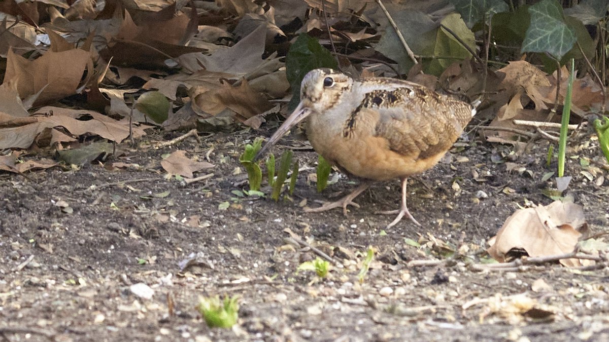 mausgabe's tweet photo. Friday 3/14: Bryant Park  
- American Woodcock foraging + WORM! 
(Leica M10 | Minolta M-Rokkor 90/4)
#birdcpp https://t.co/1NLW6gkEgc