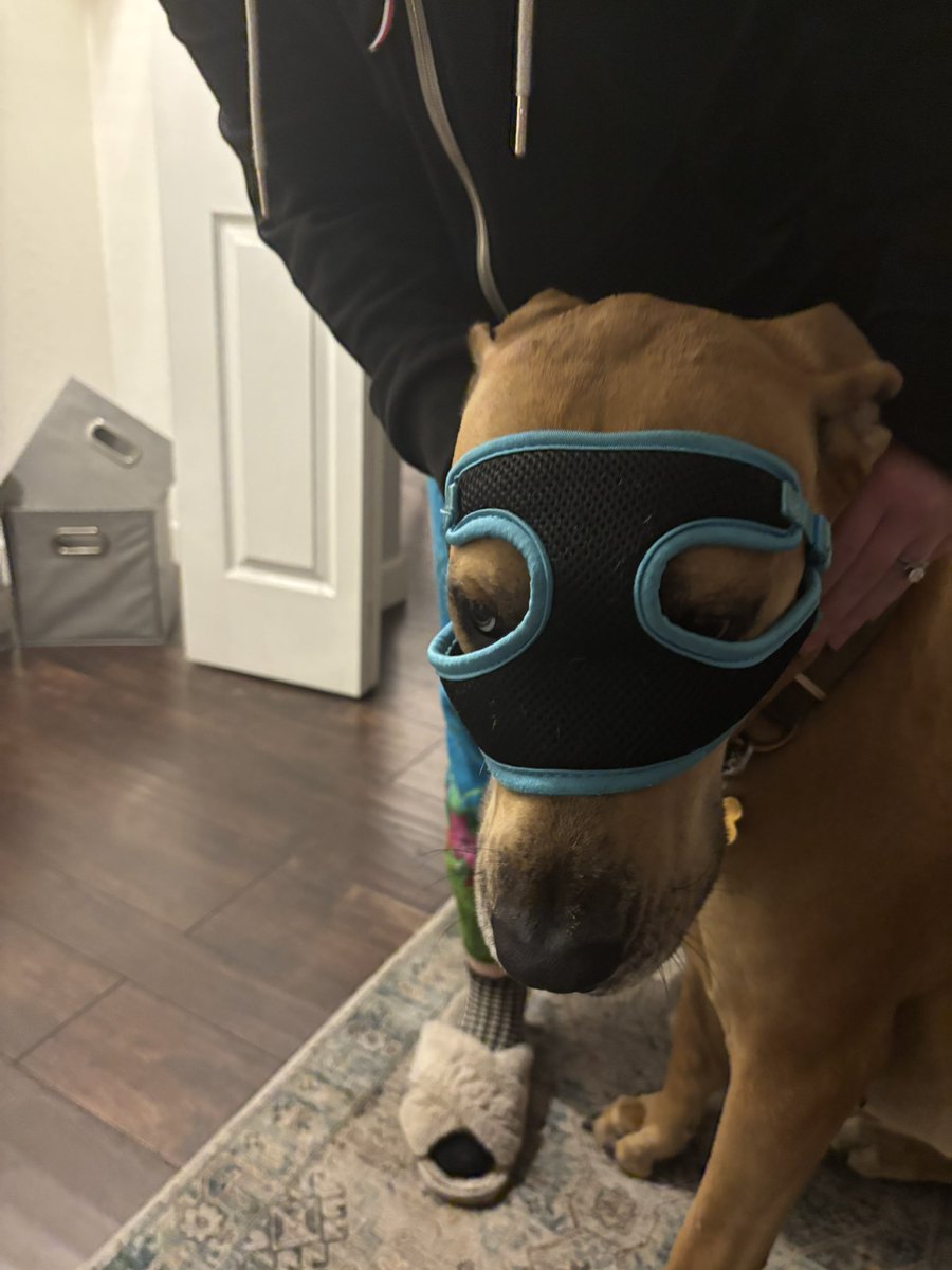 Moving to the new house today I’m getting to old for this moving shit lmao hope everyone has a good weekend! Ps. Here’s the much anticipated reveal of super pup!! lol