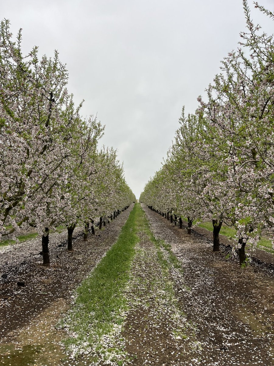AlbertoVimar's tweet photo. Estos son nuestros #almendros Vayro en finca #Campillo #Caspe (ZGZ).
La agricultura da momentos muy duros e imágenes como estas.
#almoliveagroservices
#almondtree
#almondbloom
#almendro
#agriculture
#agricultura https://t.co/IwpUjVPWHA