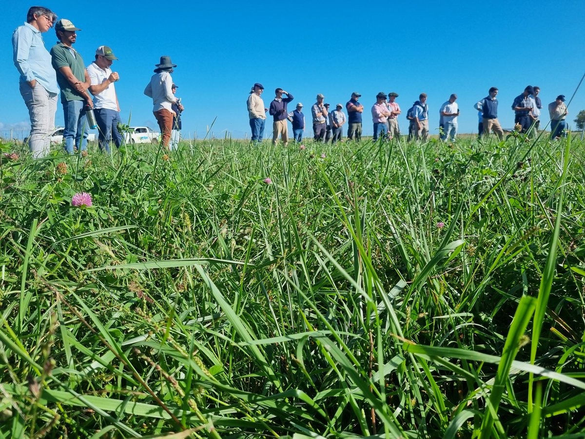 Muchas gracias <a href="/INIA_UY/">INIA URUGUAY</a>, <a href="/GentosUy/">Gentos Uruguay</a> y los productores que nos visitaron en Estancia San Ramón por los aportes! 🤜🤛