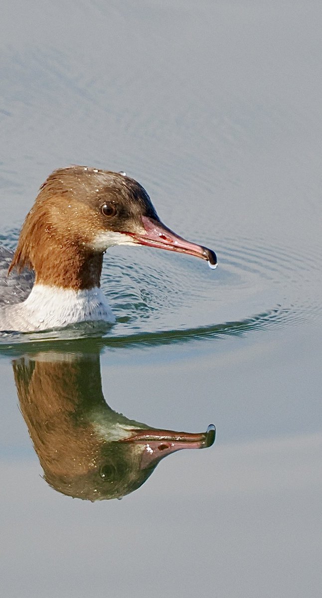 SteveOnHilbre's tweet photo. Reflections of #Goosander #WKML yesterday morning https://t.co/C5BwFLVpn3