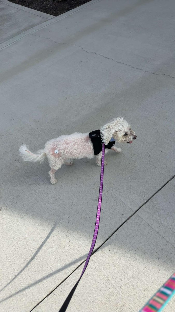 Sarah Larson tweet media