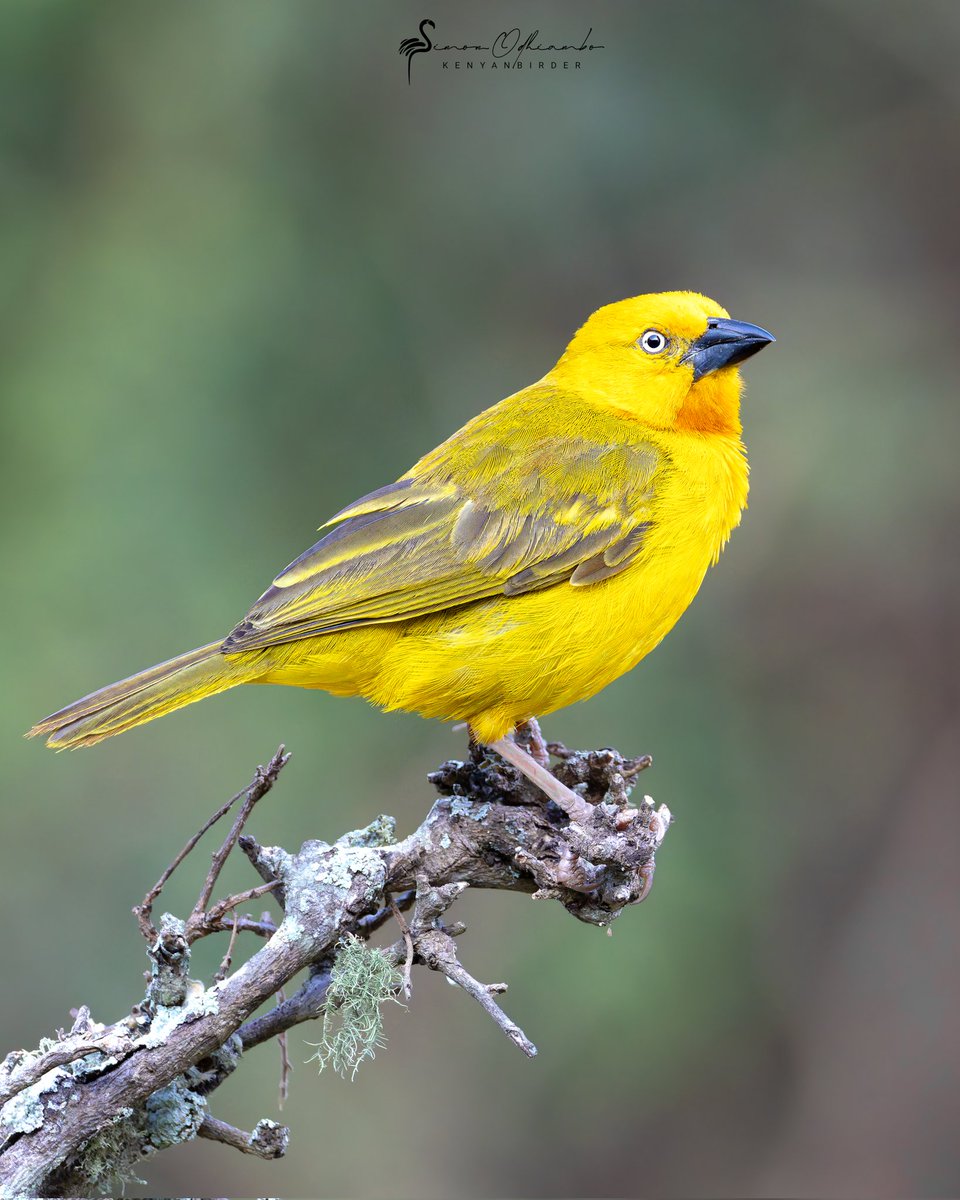 Kenyabirder's tweet photo. Holub's  Golden Weaver https://t.co/S4yCvpMSFZ