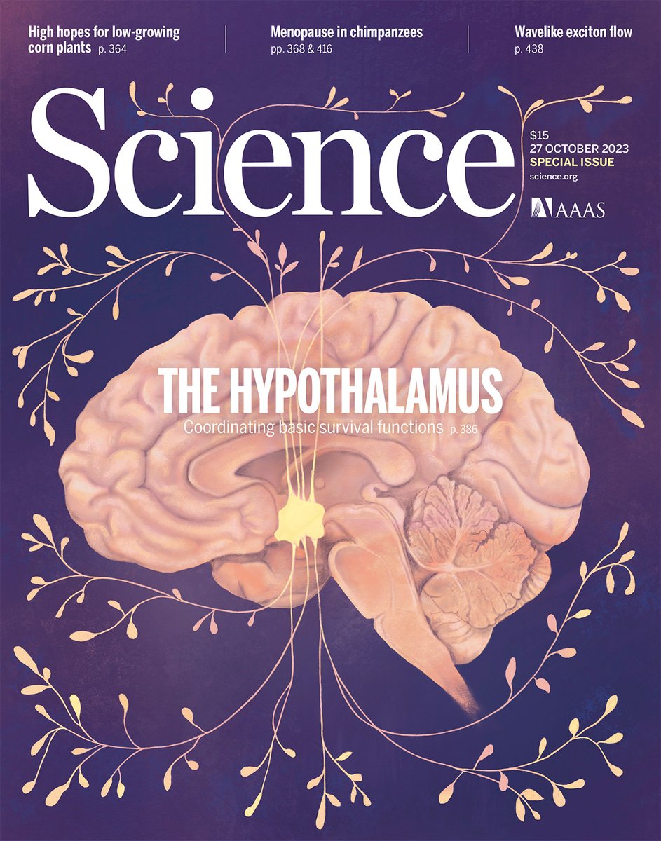 The #hypothalamus plays a large role in coordinating the neuronal signals that are responsible for keeping the body in a stable state.

A special issue unpacked this brain region’s impact on physiological and behavioral homeostasis. scim.ag/3DOdWdi #BrainAwarenessWeek
