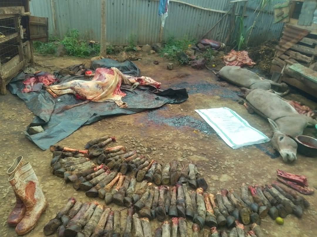 lenna_kibet's tweet photo. The FUEL for such an Act is the DONKEY SKIN TRADE, @Mutahi__Kagwe @jmueke  Look into this 🙏 Donkey skins are being Smuggled.

Hon. Mutahi Kagwe ADOPT the AU ban on Donkey Hide Trade!

 The Public Health safety @MOH_Kenya and Donkey population are all at Risk! @HonAdenDuale @KindikiKithure

RETWEET, 
#Donkeyskintrade