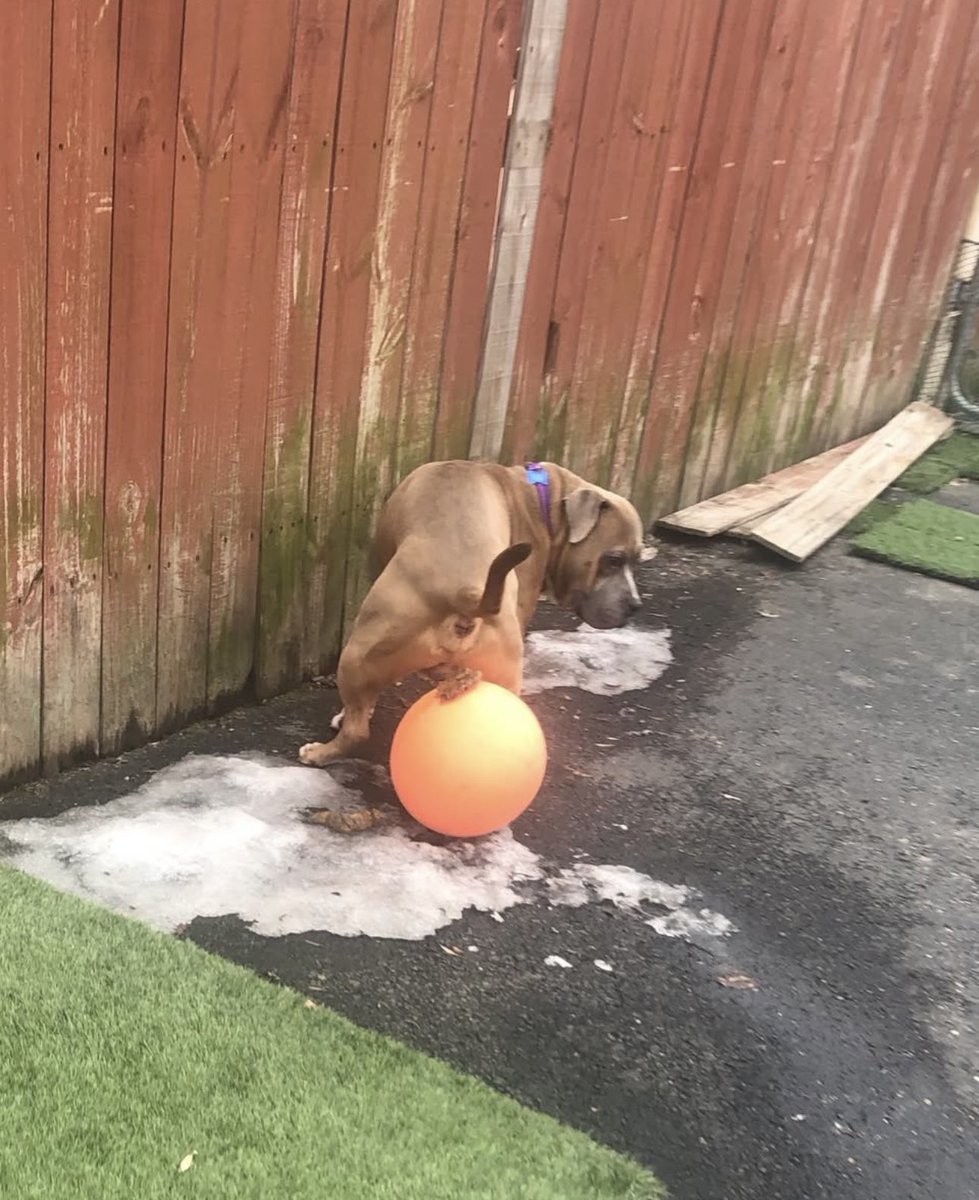 Challenges are our greatest opportunities.
#poopingpooches #challenge #accepted #dogs #goldenretriever #doodle #dogsonadventures