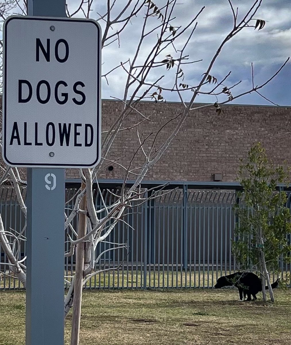 Pooping Pooches (@PoopingPooches) / Posts / X