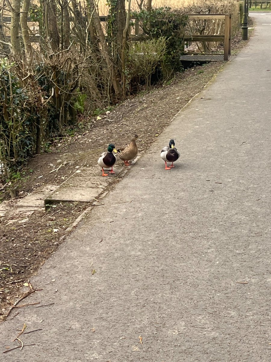 My ducks aren’t in a row. They aren’t even my ducks!