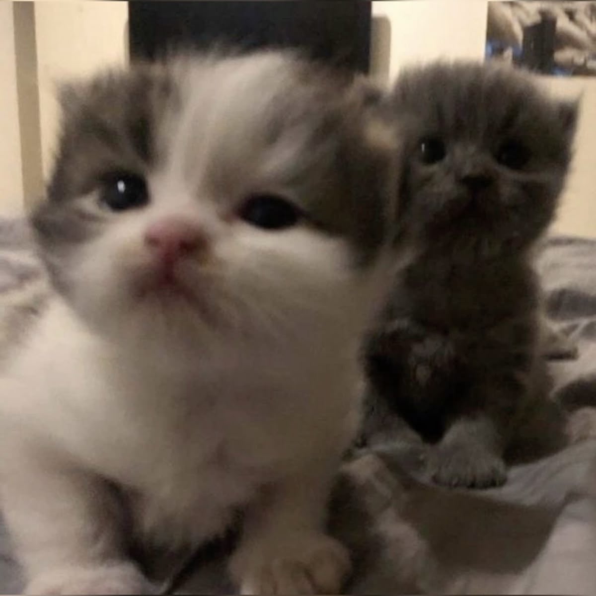 taejun as cats (@nyangztaejun) on Twitter photo 