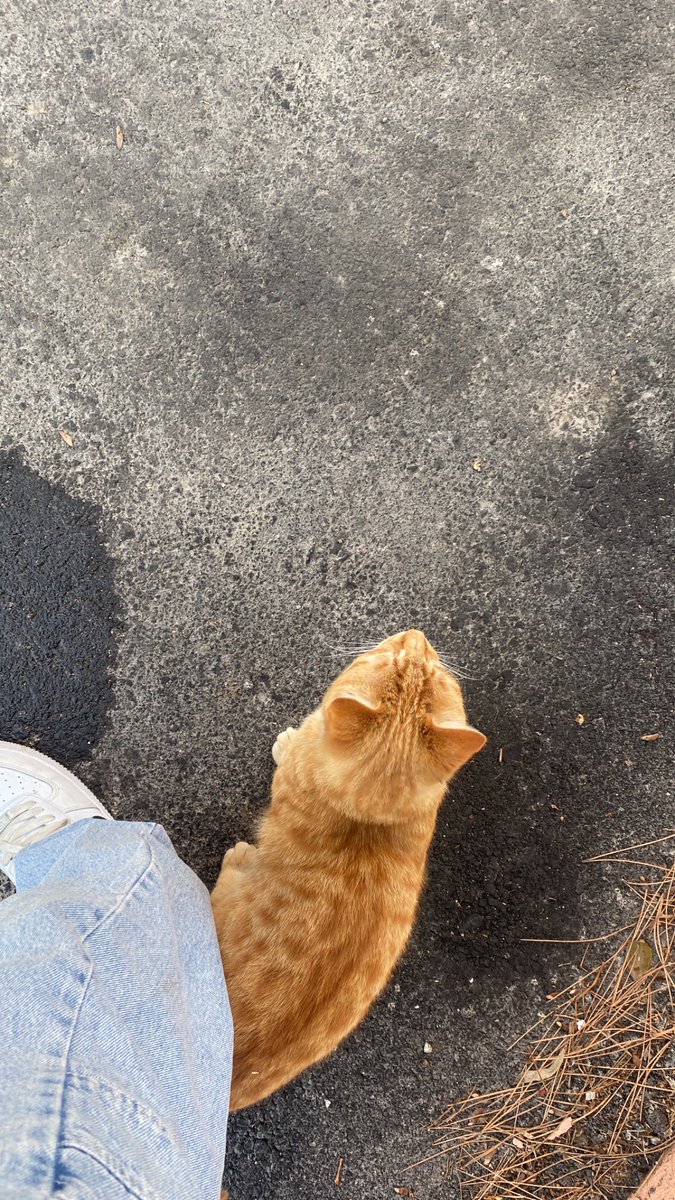 esraexs's tweet photo. 😺 https://t.co/CcrIdM21q8