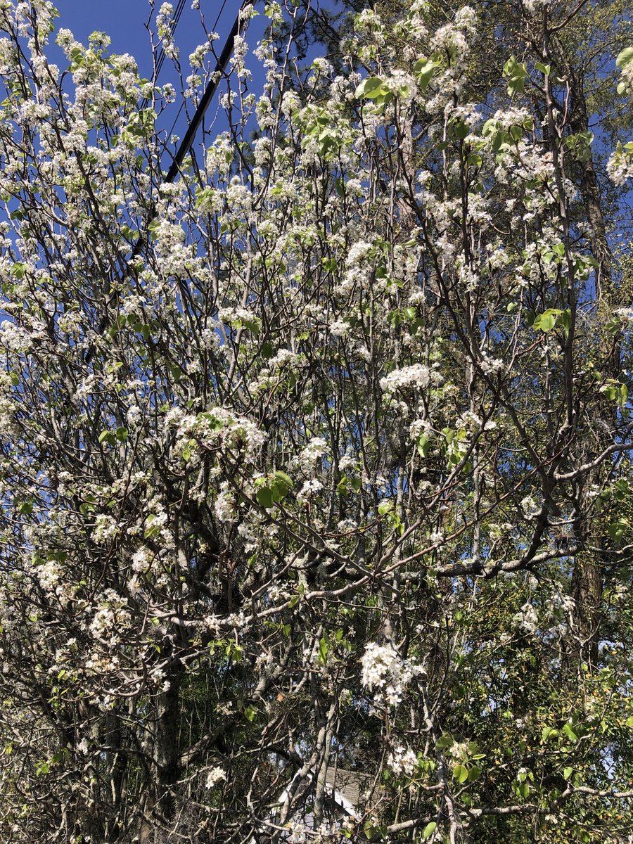 #Florida #Springbreak Pear trees flower now getting ready for the coming fruiting season!